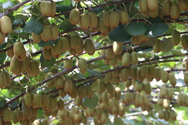 猕猴桃壮果肥什么时候施,7月20日至8月10日施壮果肥