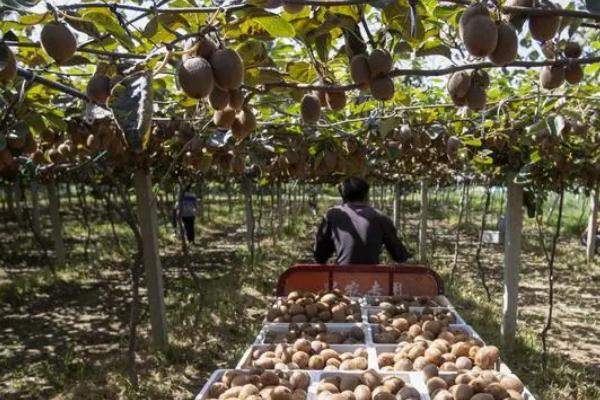 猕猴桃壮果肥什么时候施,7月20日至8月10日施壮果肥