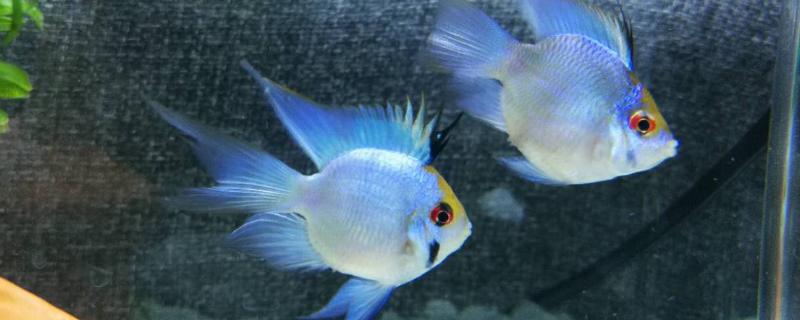 宝蓝凤凰鱼好不好养
