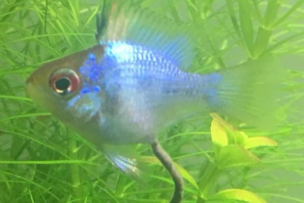 宝蓝凤凰鱼好不好养,难度不高适合初学者