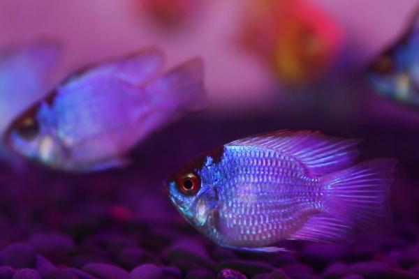 宝蓝凤凰鱼好不好养,难度不高适合初学者