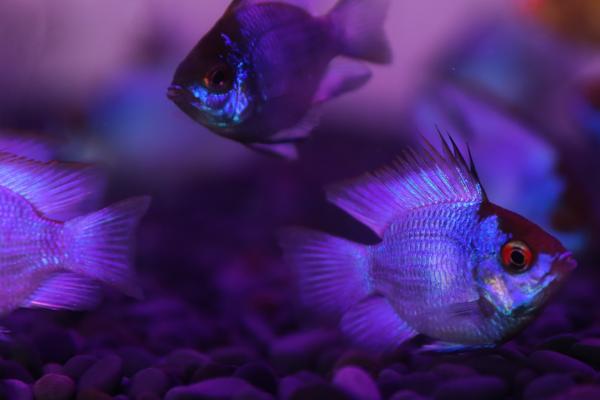 宝蓝凤凰鱼好不好养,难度不高适合初学者