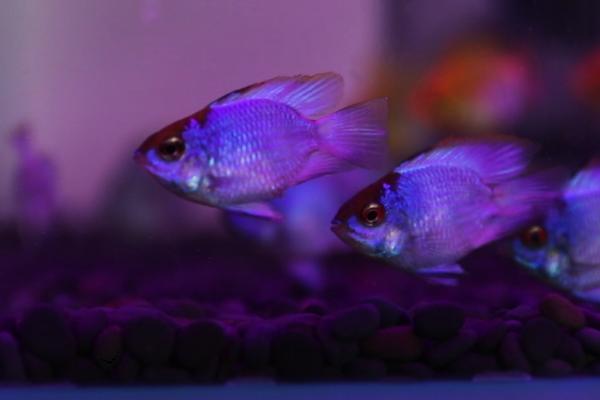 宝蓝凤凰鱼好不好养,难度不高适合初学者