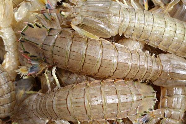 皮皮虾死亡后能否食用,死亡时间超过2小时不可食用