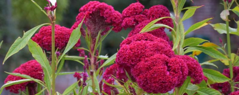 让鸡冠花开放的方法