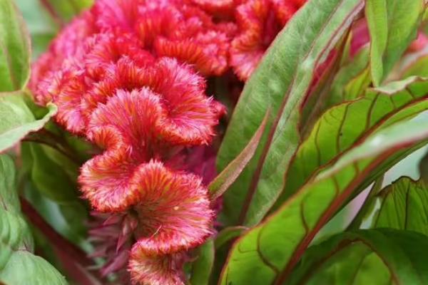 让鸡冠花开放的方法,每隔10天可喷施一次液肥