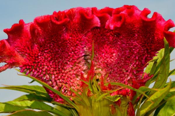 让鸡冠花开放的方法,每隔10天可喷施一次液肥