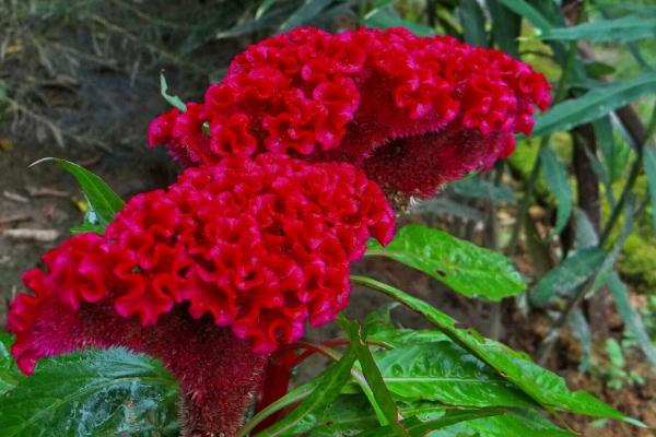 让鸡冠花开放的方法,每隔10天可喷施一次液肥