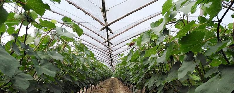 建造一亩葡萄大棚需要投资多少