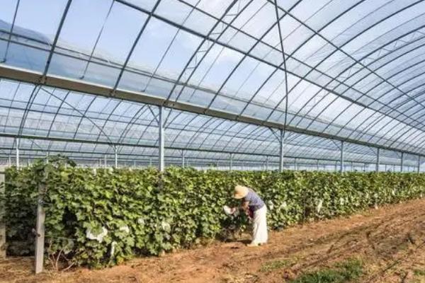 建造一亩葡萄大棚需要投资多少,主要取决于大棚的类型