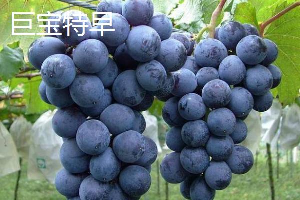 建造一亩葡萄大棚需要投资多少,主要取决于大棚的类型