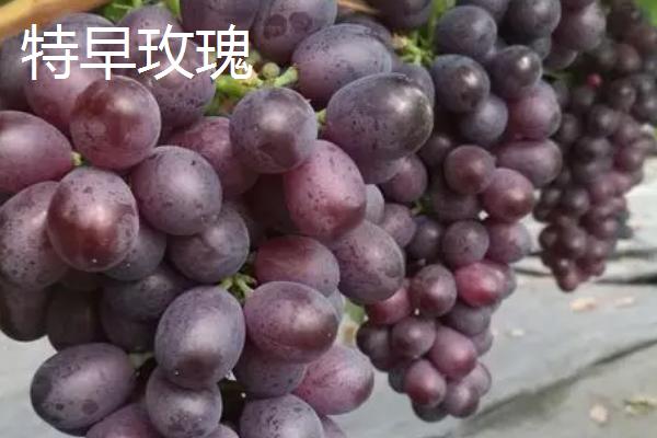 建造一亩葡萄大棚需要投资多少,主要取决于大棚的类型