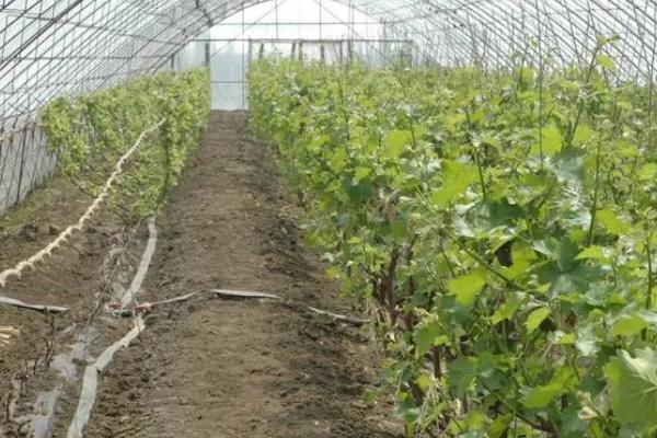 建造一亩葡萄大棚需要投资多少,主要取决于大棚的类型