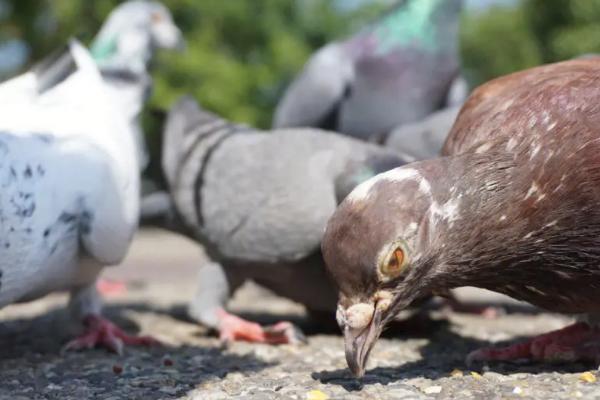 如何人工喂养小鸽子,对谷类面粉加水制成面糊、可用来饲喂幼鸽