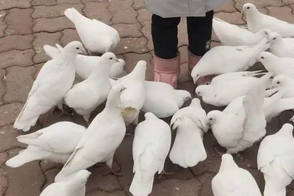 如何人工喂养小鸽子,对谷类面粉加水制成面糊、可用来饲喂幼鸽