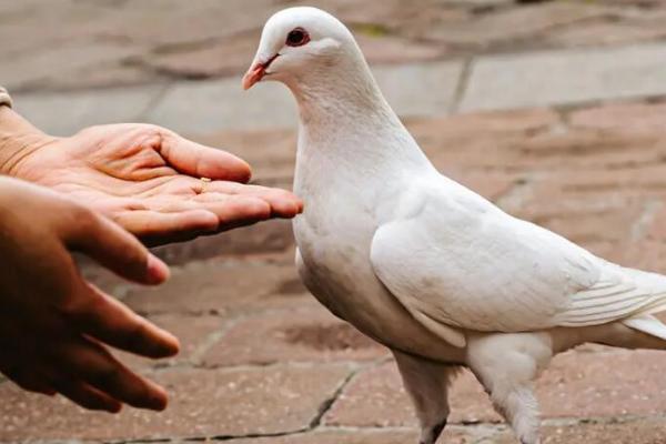 如何人工喂养小鸽子,对谷类面粉加水制成面糊、可用来饲喂幼鸽