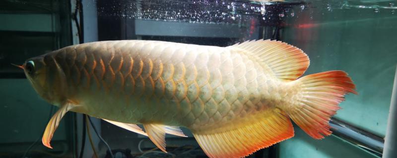 龙鱼是否需要全天打氧