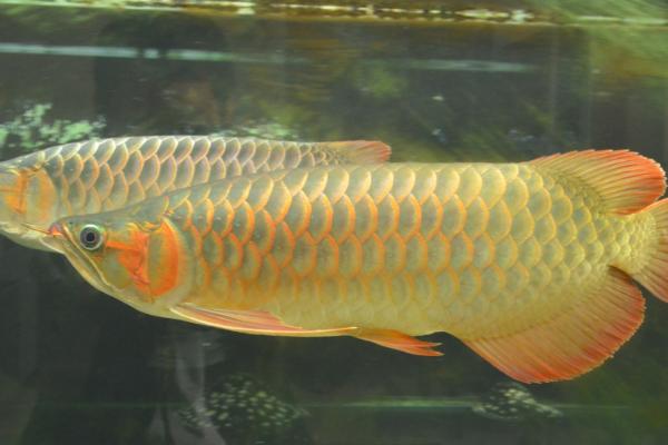 龙鱼是否需要全天打氧,密度较小时只需打氧数小时