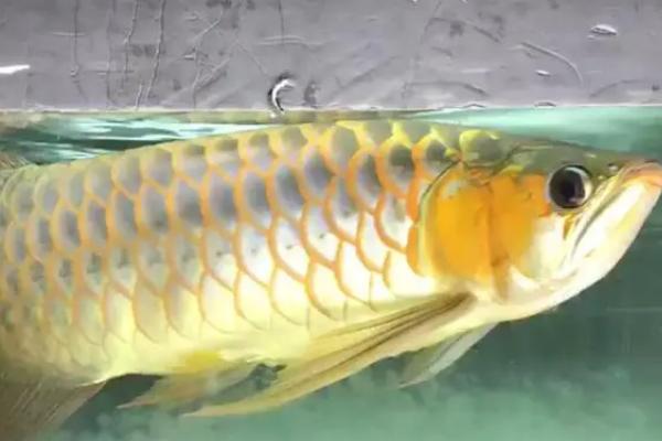 龙鱼是否需要全天打氧,密度较小时只需打氧数小时