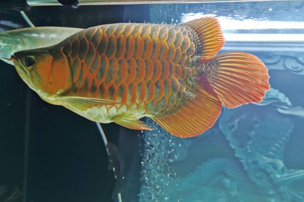 龙鱼是否需要全天打氧,密度较小时只需打氧数小时