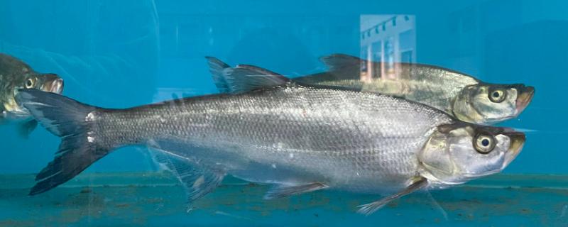 如何判断水库里面有没有翘嘴鱼