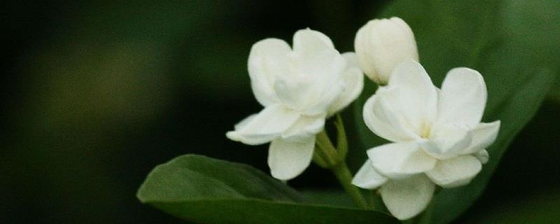 茉莉花养护要点