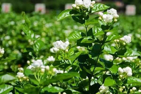 茉莉花养护要点,盆土应保持充足的肥力