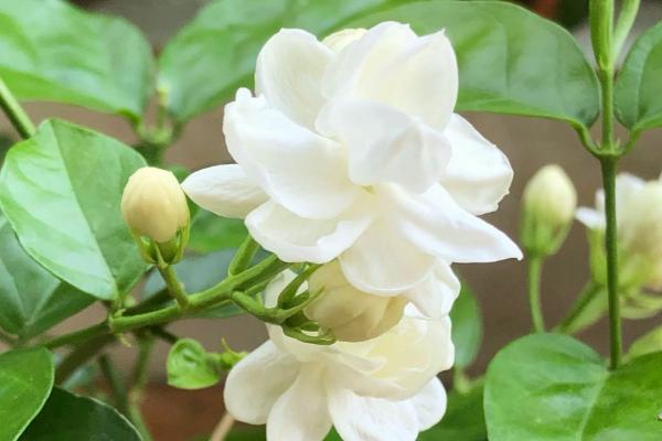 茉莉花养护要点,盆土应保持充足的肥力