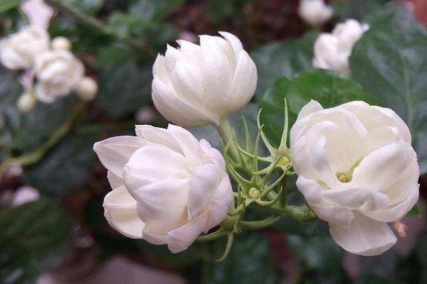 茉莉花养护要点,盆土应保持充足的肥力