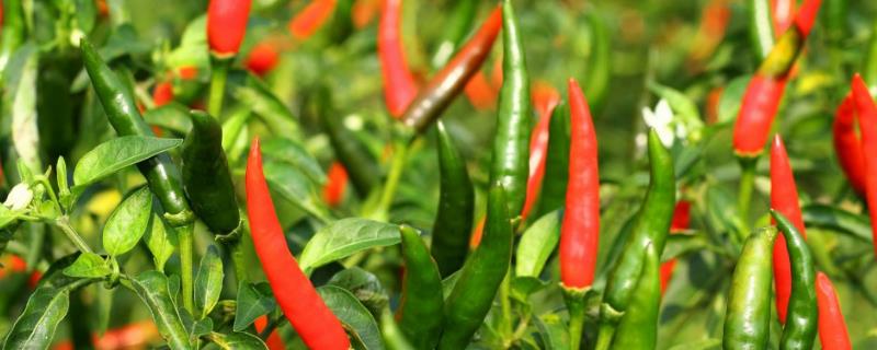 辣椒苗怎么浇水