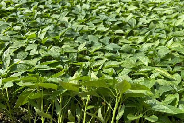 辣椒苗怎么浇水,不同生长期需水量不同