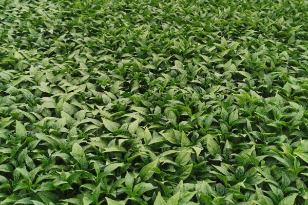 辣椒苗怎么浇水,不同生长期需水量不同