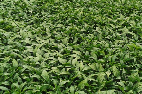 辣椒苗怎么浇水,不同生长期需水量不同