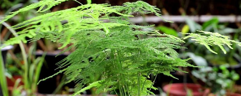文竹的浇水时间