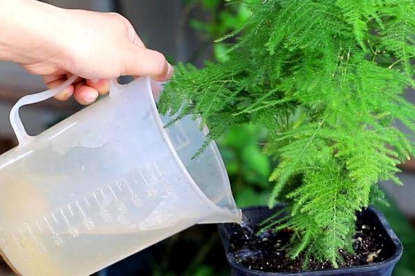 文竹的浇水时间,早上和晚上各浇一次即可