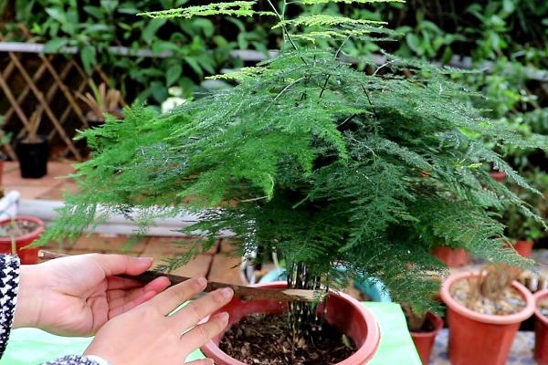 文竹的浇水时间,早上和晚上各浇一次即可