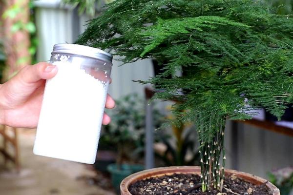 文竹的浇水时间,早上和晚上各浇一次即可