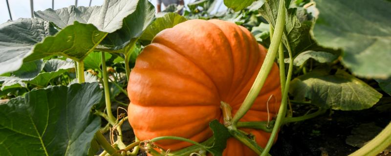 冬天能不能种植南瓜