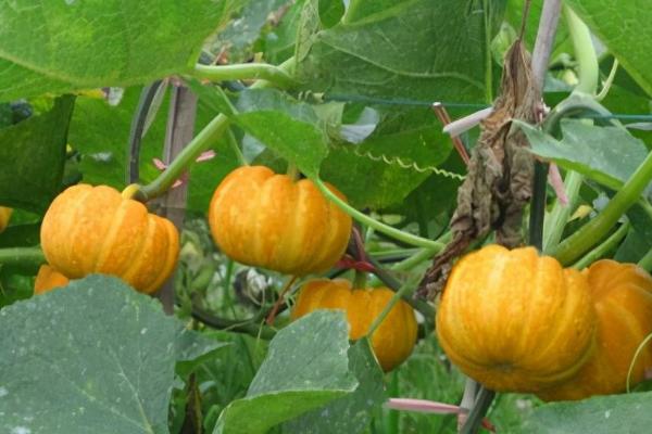 冬天能不能种植南瓜,通常可在大棚内栽培