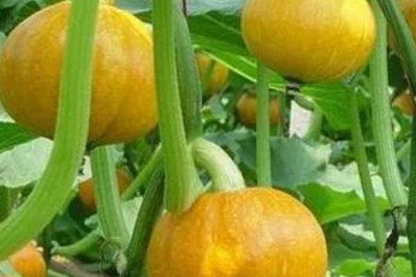 冬天能不能种植南瓜,通常可在大棚内栽培