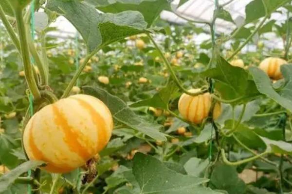 冬天能不能种植南瓜,通常可在大棚内栽培