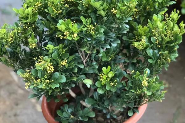 米兰花盆栽要点,盆土要经常保持湿润