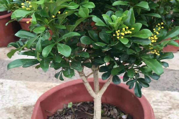 米兰花盆栽要点,盆土要经常保持湿润