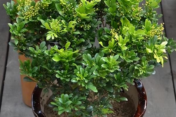 米兰花盆栽要点,盆土要经常保持湿润