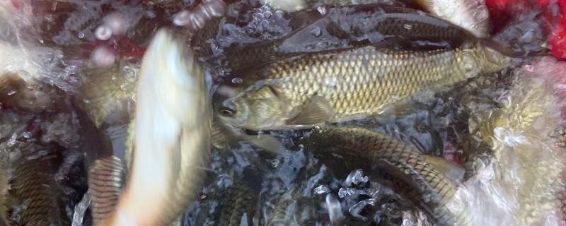 半斤的草鱼苗一年可以长到什么程度