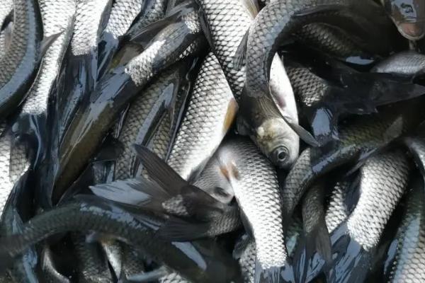 半斤的草鱼苗一年可以长到什么程度,通常可以长到3斤左右