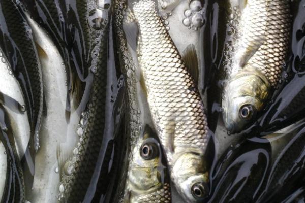 半斤的草鱼苗一年可以长到什么程度,通常可以长到3斤左右