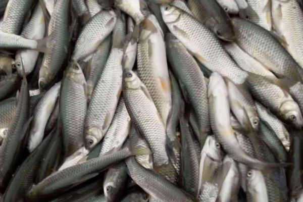 半斤的草鱼苗一年可以长到什么程度,通常可以长到3斤左右