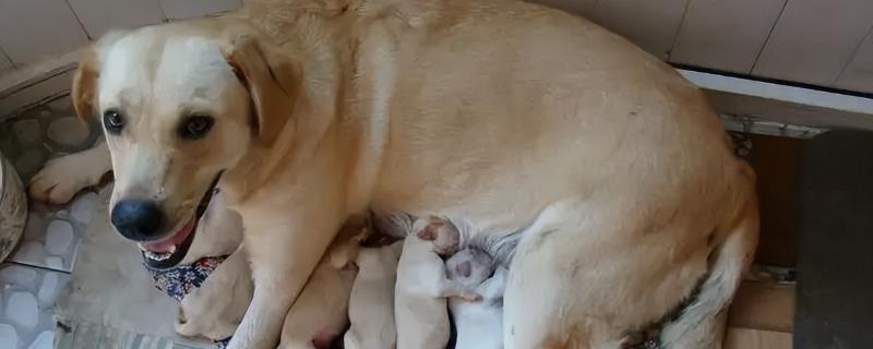 母狗为什么会咬小狗