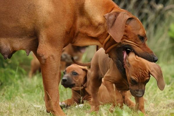 母狗为什么会咬小狗,可能是在训练小狗学习撕咬的本领